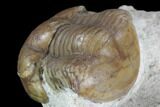 Illaenus Oculosus Trilobite - Russia #104569-4